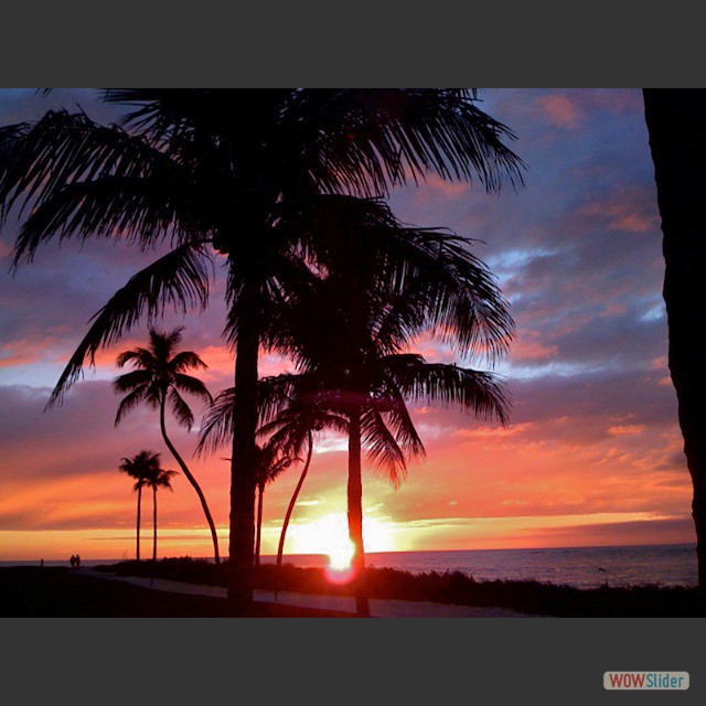 sunset with palms2
